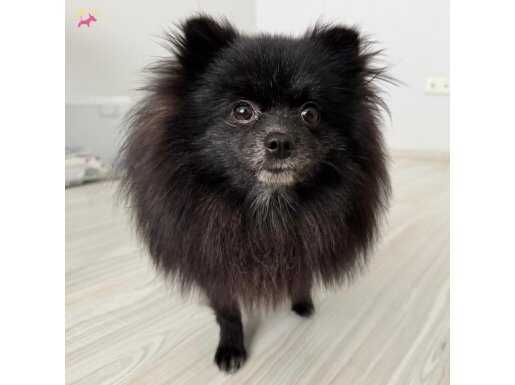 Dişi Üretime hazır 1 yaşında