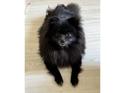 Luna 1.5 yaşında yeni yuvasını arıyor