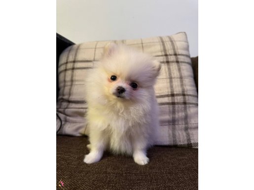 Aydın Efeler’de Tuvalet Eğitimli Pamuk Şeker Pomeranian Boo
