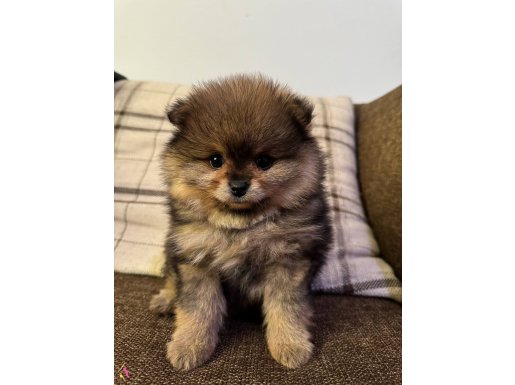 Çift Katmanlı Heavy Sable Kürk Yapılı Tuvalet Eğitimli Pomeranian Boo