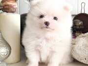 Pomeranian boo teacup yavrumuz sizi bekliyor 