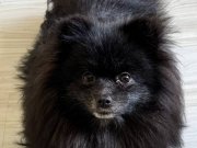 Luna 1.5 yaşında yeni yuvasını arıyor