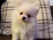 Aydın Efeler’de Tuvalet Eğitimli Pamuk Şeker Pomeranian Boo