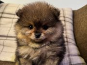 Çift Katmanlı Heavy Sable Kürk Yapılı Tuvalet Eğitimli Pomeranian Boo