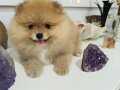 Nadir renkli safkan pomeranian boo