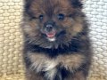 ÇOK ÖZEL pomeranian Booo 