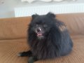 Pomeranian Boo 8 Aylık Dişi 