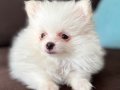 2 Aylık Dişi Pomeranian Boo