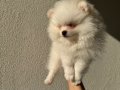 2 Aylık Dişi Pomeranian Boo