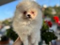 2 aylık Krem Parti Pomeranian Boo 