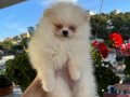 2 aylık Krem Parti Pomeranian Boo 