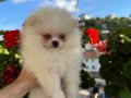 2 aylık Krem Parti Pomeranian Boo 