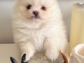 2 aylık Krem Parti Pomeranian Boo 