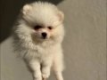 Beyaz Pomeranian Boo 2 aylık