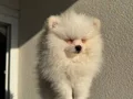 Beyaz Pomeranian Boo 2 aylık