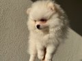 Beyaz Pomeranian Boo 2 aylık