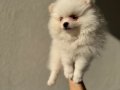 Beyaz Pomeranian Boo 2 aylık