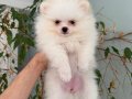 Beyaz Pomeranian Boo 2 aylık