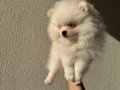 Beyaz Pomeranian Boo 2 aylık