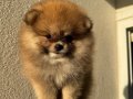 Orange Sable Pomeranian Boo 2 aylık