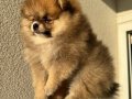 Orange Sable Pomeranian Boo 2 aylık