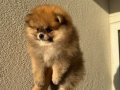 Orange Sable Pomeranian Boo 2 aylık
