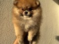 Orange Sable Pomeranian Boo 2 aylık
