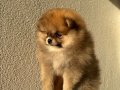 Orange Sable Pomeranian Boo 2 aylık