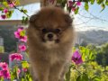 Orange Sable Pomeranian Boo 2 aylık