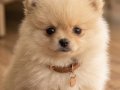 2 aylık Krem Parti Pomeranian Boo 