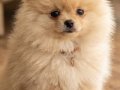 2 aylık Krem Parti Pomeranian Boo 