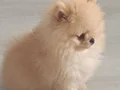 2 aylık Krem Parti Pomeranian Boo 