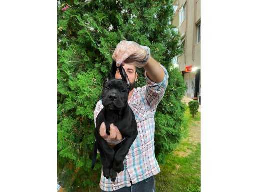 DEV CANE CORSA BEBEKLERİMİZ YENİ SAHİPLERİNİ BEKLİYOR