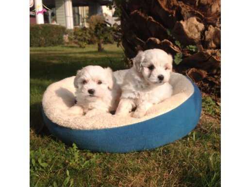 SEVİMLİ MALTESE TERRIER BEBEKLERİMİZ
