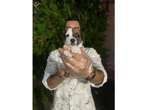 AFACAN JACK RUSSEL YAVRUMUZ