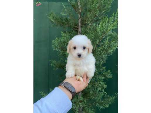 GÜZELLER GÜZELİ MALTIPOO BEBEKLERİMİZ