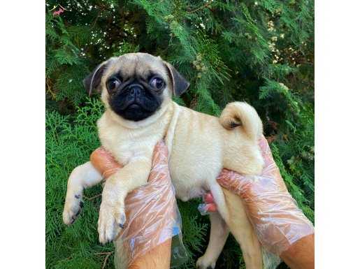 SEVİMLİ PUG YAVRULARIMIZ