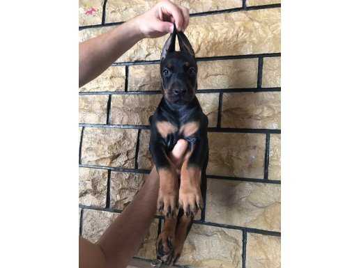 IRK VE SAĞLIK GARANTİLİ KING DOBERMAN YAVRULARIMIZ