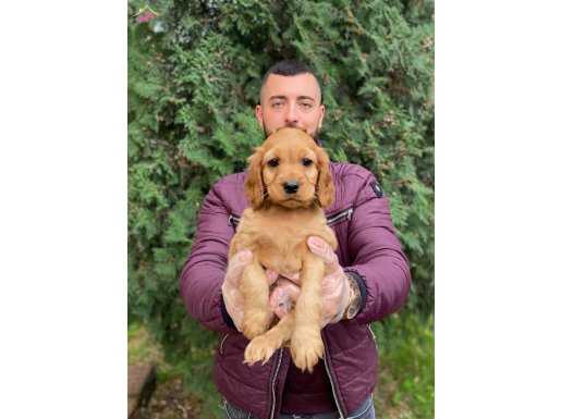 SEVİMLİ COCKER BEBEKLERİMİZ