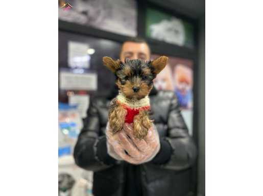 GERÇEK TEACUP YORKİ GÜZELLİKLER