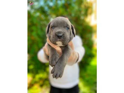A KALİTE DEV CANE CORSO YAVRULAR