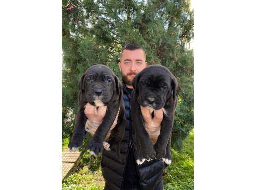 BLACK CANECORSO ITALIANO YAVRULARIMIZ