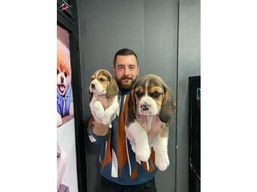 IRK VE SAĞLIK GARANTİLİ BEAGLE BEBEKLERİMİZ