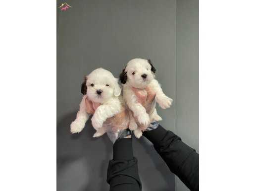 GERÇEK MORKIE GÜZELLİĞİ