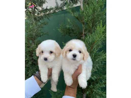 IRK VE SAĞLIK GARANTİLİ MALTIPOO BEBEKLERİMİZ