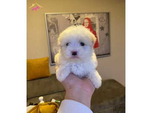 MALTİPOO GÜZELLİKLER