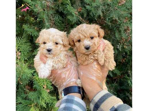 MİNİK MALTIPOO BEBEKLER