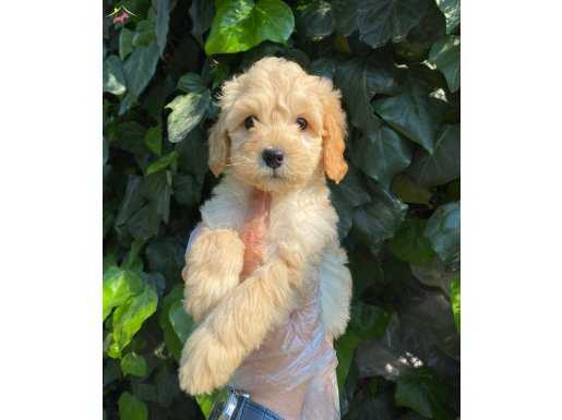 IRKININ EN GÜZELİ MALTIPOO BEBEKLER