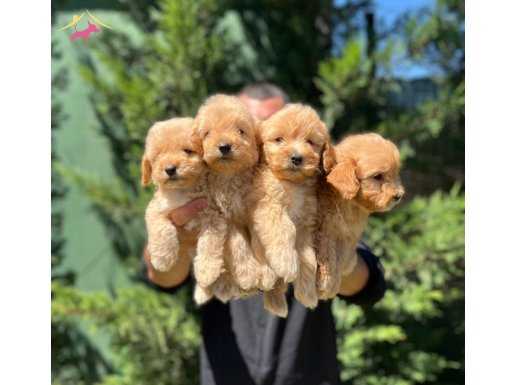 KUSURSUZ GÜZELLİKTE GERÇEK MALTİPOO KARDEŞLER 