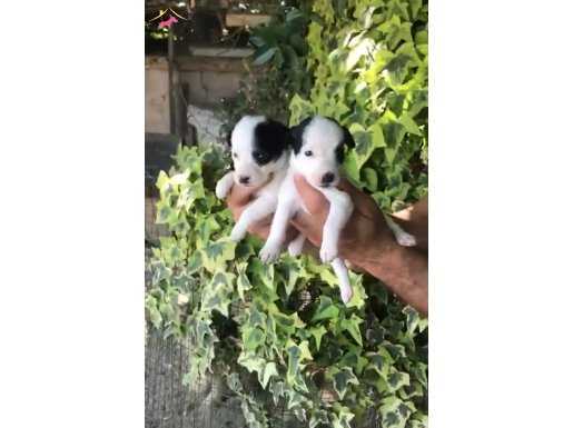 KISA BACAK MASKELİ JACK RUSSEL BEBEKLER